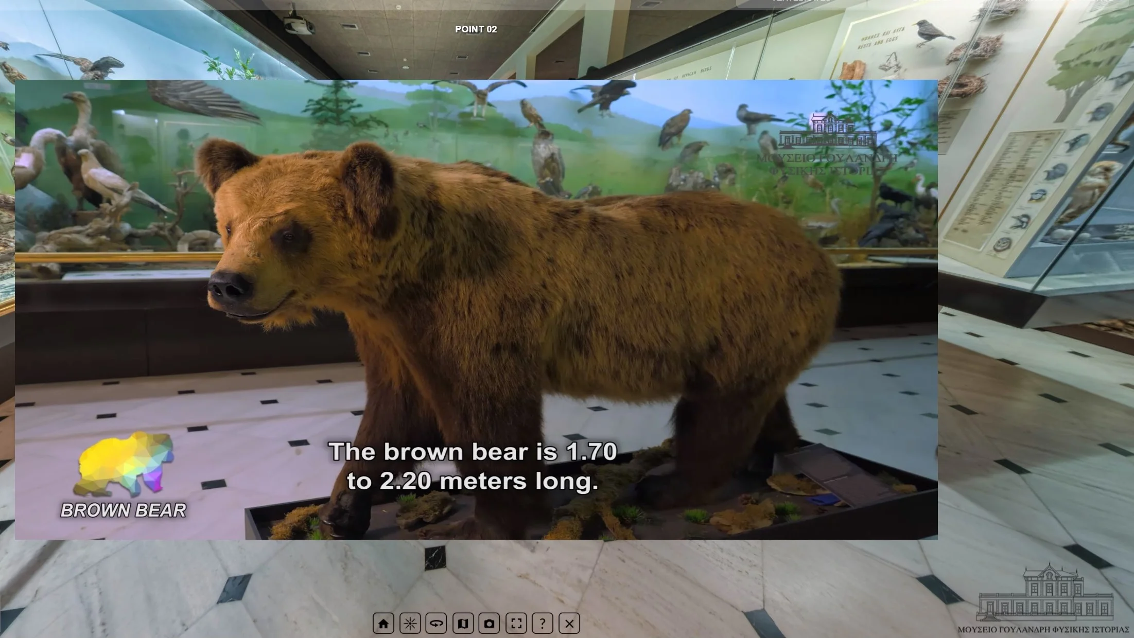 Brown bear exhibit at the virtual tour of the Goulandris natural history museum