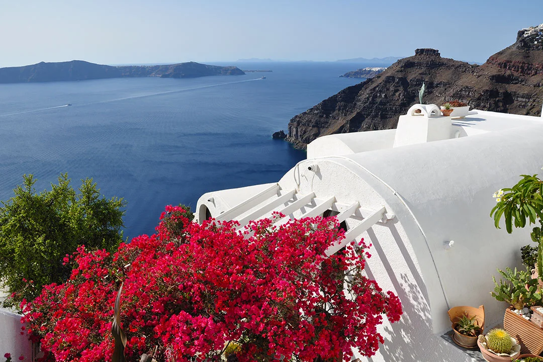 Bougainvillea plant on white rooftop at Santorini Island
