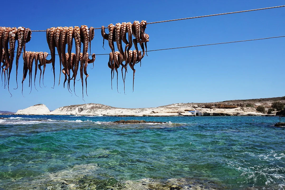 Octapi hanging in the sun at Melos Island in Greece